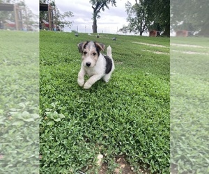 Medium Wire Fox Terrier