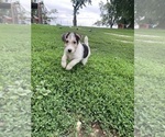 Puppy Sadie Wire Fox Terrier