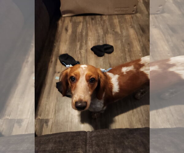 Medium Photo #2 Dachshund Puppy For Sale in Los Angeles, CA, USA