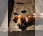 Small #1 Dachshund