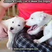 Small Photo #107 Dogo Argentino Puppy For Sale in PINEVILLE, MO, USA