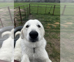 Small Photo #4 Great Pyrenees Puppy For Sale in LOCKHART, TX, USA