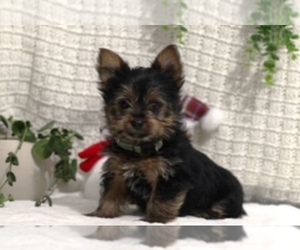 Yorkshire Terrier Puppy for sale in LOWELL, MA, USA