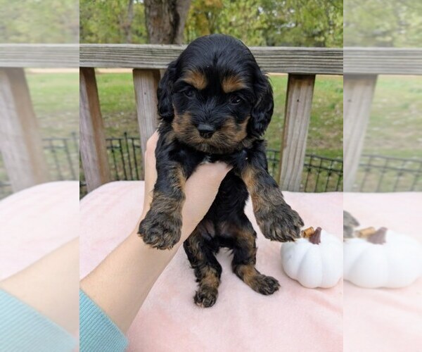 Medium Photo #6 Cock-A-Poo Puppy For Sale in SALEM, MO, USA