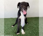 Small #1 German Wirehaired Pointer Mix