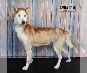 Siberian Husky-Unknown Mix Dogs for adoption in Conroe, TX, USA