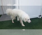 Small #2 Great Pyrenees Mix