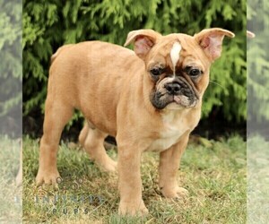 French Bulldog Puppy for sale in RONKS, PA, USA