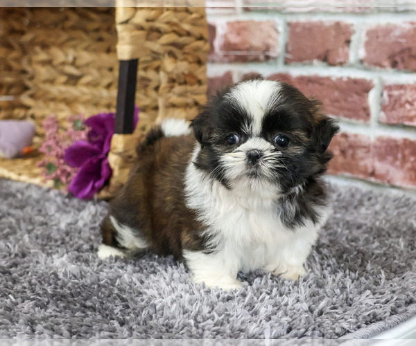 Medium Photo #1 Shih Tzu Puppy For Sale in SYRACUSE, IN, USA