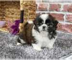 Small Shih Tzu