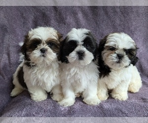 Shih Tzu Puppy for Sale in HARRISONBURG, Virginia USA