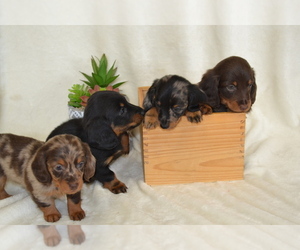 Dachshund Puppy for Sale in GREENWOOD, Wisconsin USA