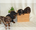 Image preview for Ad Listing. Nickname: Litter of 5