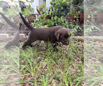Small #4 Labrador Retriever