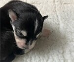 Small #6 Pomsky