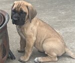 Small #6 Mastiff