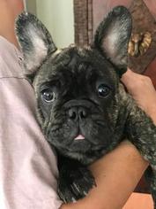 French Bulldog Puppy for sale in CHESTERFIELD, MO, USA