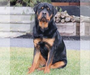 Father of the Rottweiler puppies born on 02/10/2026