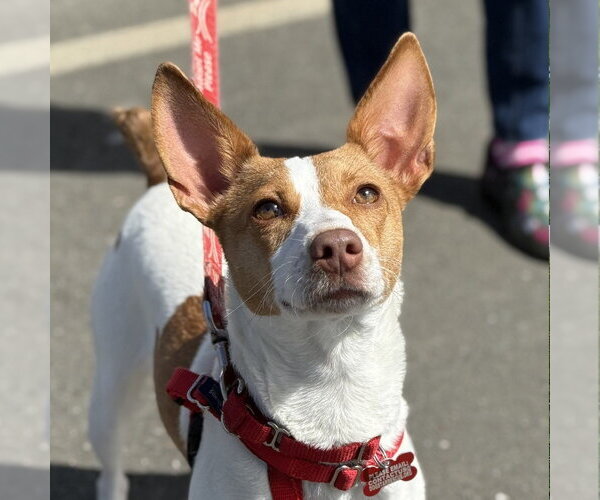 Medium Photo #7 Jack Chi Puppy For Sale in Canton, CT, USA