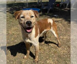 Mutt Dogs for adoption in Conroe, TX, USA