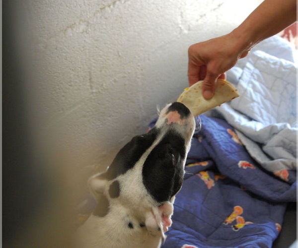 Medium Photo #9 American Bulldog-Dalmatian Mix Puppy For Sale in Monticello, MS, USA