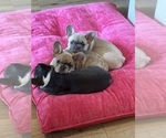 Small #1 French Bulldog