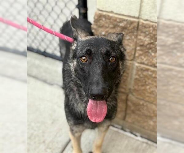 Medium Photo #2 German Shepherd Dog Puppy For Sale in Tulsa, OK, USA