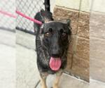 Small Photo #2 German Shepherd Dog Puppy For Sale in Tulsa, OK, USA