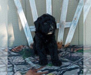 Aussiedoodle Puppy for sale in CANAJOHARIE, NY, USA