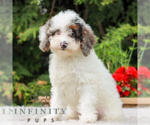 Medium Photo #3 Poodle (Miniature) Puppy For Sale in LITITZ, PA, USA