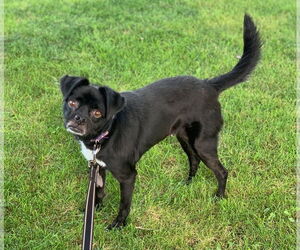 Pug-Unknown Mix Dogs for adoption in bloomington, IL, USA