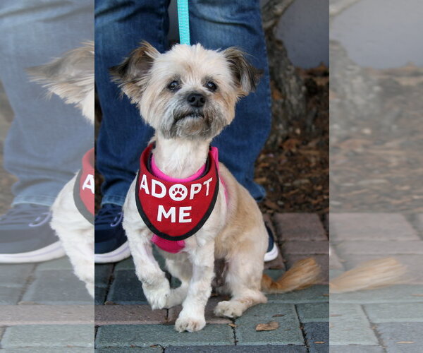 Medium Photo #1 Shih Tzu-Unknown Mix Puppy For Sale in Mission Viejo, CA, USA