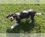 Small #11 Cavalier King Charles Spaniel