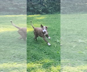 Medium American Staffordshire Terrier Mix