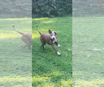 Small American Staffordshire Terrier Mix