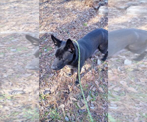 Medium Photo #6 Dutch Shepherd -Labrador Retriever Mix Puppy For Sale in The Woodlands, TX, USA