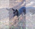 Small #5 Dutch Shepherd -Labrador Retriever Mix