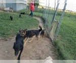 Small Photo #1 German Shepherd Dog Puppy For Sale in BREWSTER, CO, USA