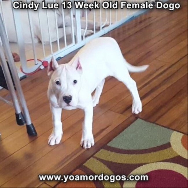 Medium Photo #181 Dogo Argentino Puppy For Sale in PINEVILLE, MO, USA