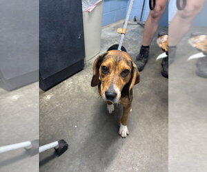 Beagle Dogs for adoption in Evansville, IN, USA