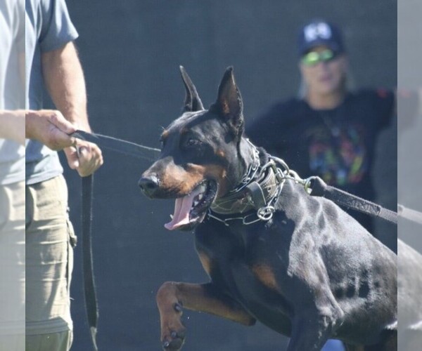 Medium Photo #52 Doberman Pinscher Puppy For Sale in FORT LAUDERDALE, FL, USA