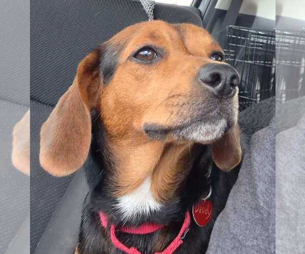 Medium Photo #6 Beagle-Unknown Mix Puppy For Sale in Dunnellon, FL, USA
