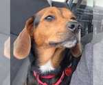 Small #5 Beagle Mix
