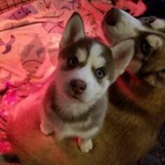 Pomsky Puppy for sale in WEIR, TX, USA