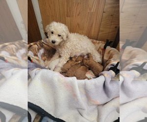 Mother of the Poodle (Toy) puppies born on 04/04/2024