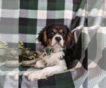 Small #2 Cavalier King Charles Spaniel