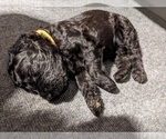 Puppy 5 Bernedoodle