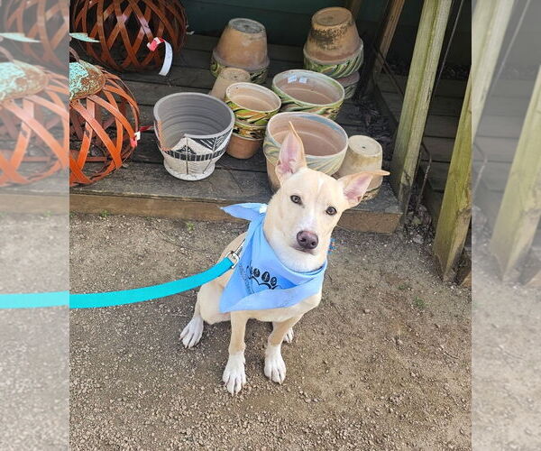 Medium Photo #7 Mutt Puppy For Sale in Rosenberg, TX, USA