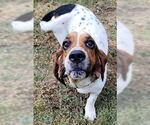 Small #1 Basset Hound