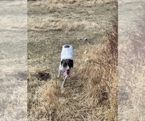 Mother of the German Shorthaired Pointer puppies born on 09/15/2022